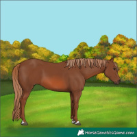 Horse Color:Chestnut 