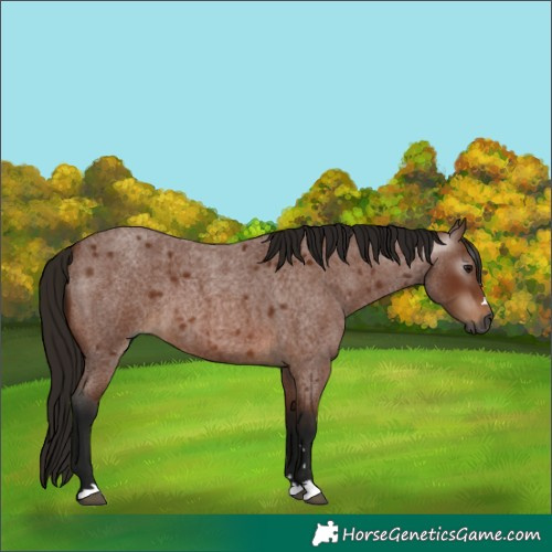 Horse Color:Gray Bay Roan