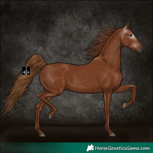 Horse Color:Gray Chestnut 