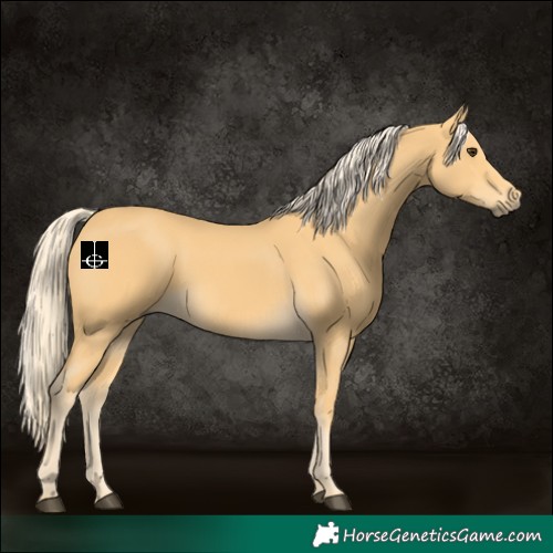 Horse Color:Palomino 
