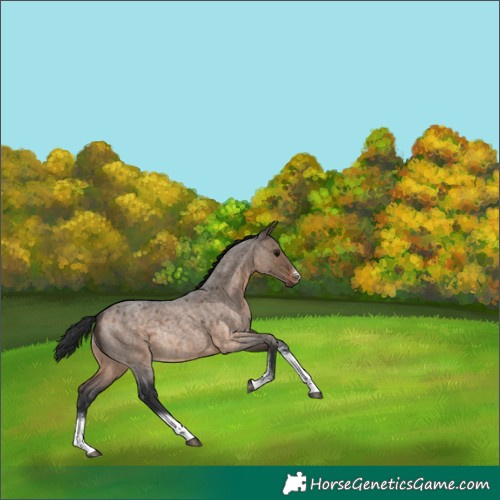Horse Color:Brown Roan Dun Sabino Rabicano