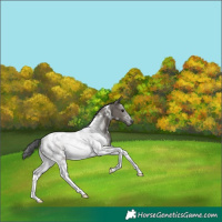 Horse Color:White Spotted Grullo Tobiano Rabicano 