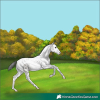 Horse Color:Grullo Sabino Splash Tobiano Rabicano 