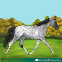 Horse Color:Blue Roan Tobiano Blanket 