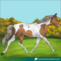 Horse Color:Chocolate Palomino Tobiano 