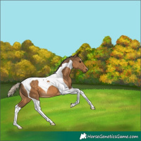 Horse Color:Chocolate Palomino Tobiano 