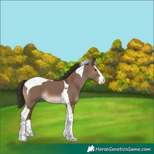Horse Color:Liver Red Dun Splash Tobiano 
