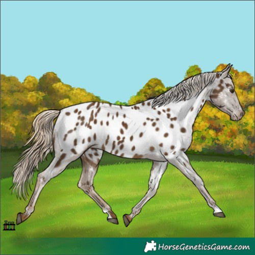Horse Color:Chocolate Palomino Appaloosa
