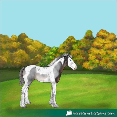 Horse Color:Liver Chestnut Splash Tobiano 