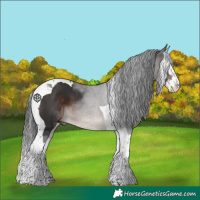 Horse Color:Brown Splash Tobiano