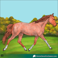 Horse Color:Watercolor Liver Red Roan Tobiano