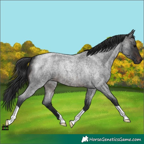 Horse Color:Brown Roan