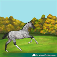 Horse Color:Brown Roan 