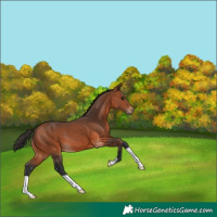 Horse Color:Bay 