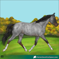 Horse Color:Liver Red Roan 