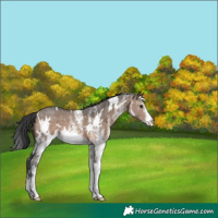 Horse Color:White Spotted Brown Dun 