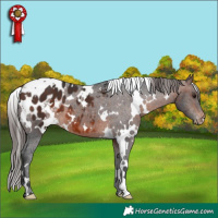 Horse Color:White Spotted Brown Appaloosa 