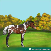 Horse Color:White Spotted Brown Appaloosa 