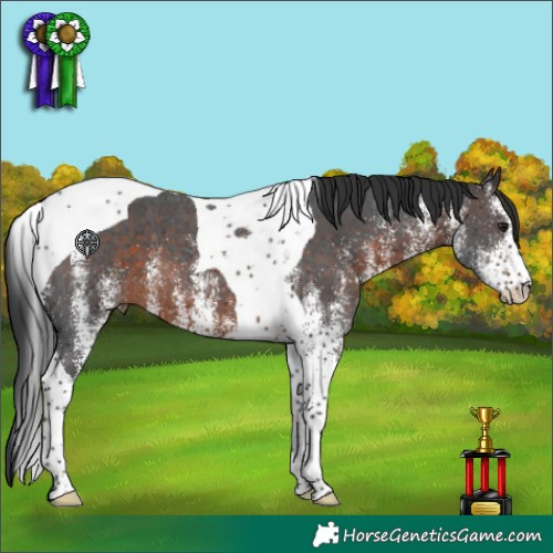 Horse Color:White Spotted Brown Tobiano 