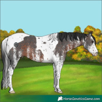 Horse Color:White Spotted Brown Tobiano 
