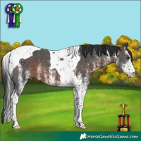 Horse Color:White Spotted Brown Tobiano