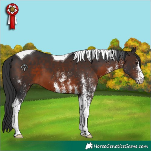 Horse Color:White Spotted Brown Tobiano 
