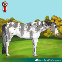 Horse Color:White Spotted Grullo 