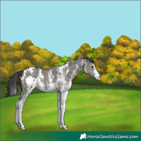 Horse Color:White Spotted Grullo 