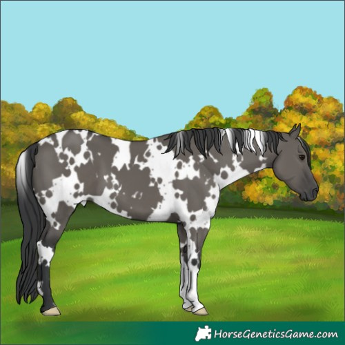 Horse Color:White Spotted Grullo 