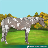 Horse Color:White Spotted Silver Black Varnish 