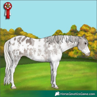 Horse Color:White Spotted Silver Black Appaloosa