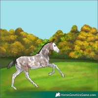 Horse Color:White Spotted Bay Roan Splash 