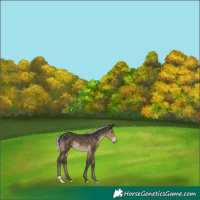Horse Color:Silver Smoky Black 