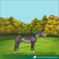 Horse Color:Silver Smoky Black 