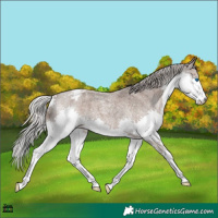 Horse Color:Silver Blue Roan Splash Appaloosa