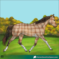 Horse Color:Plaid  Bay Dun Tobiano 