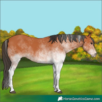 Horse Color:White Spotted Bay