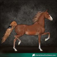 Horse Color:Chestnut 