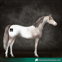 Horse Color:White Spotted Bay Frame Snowcap Rabicano  and White Spotted Amber Champagne Frame Snowcap Rabicano 