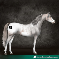 Horse Color:White Spotted Bay Frame Appaloosa Rabicano  and White Spotted Bay Frame Appaloosa Rabicano 