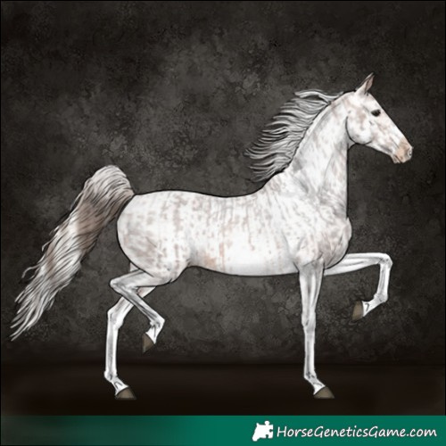Horse Color:White Spotted Bay Frame Appaloosa Rabicano  and White Spotted Silver Bay Frame Appaloosa Rabicano 