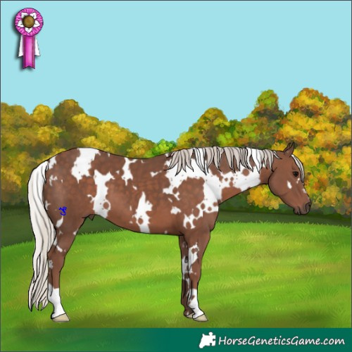 Horse Color:White Spotted Silver Black 