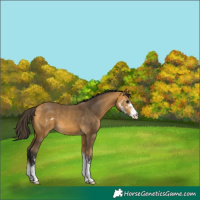 Horse Color:Buckskin Sabino
