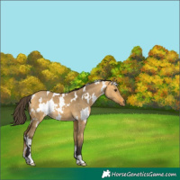Horse Color:White Spotted Buckskin Dun 