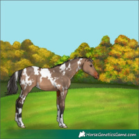 Horse Color:White Spotted Brown Dun 