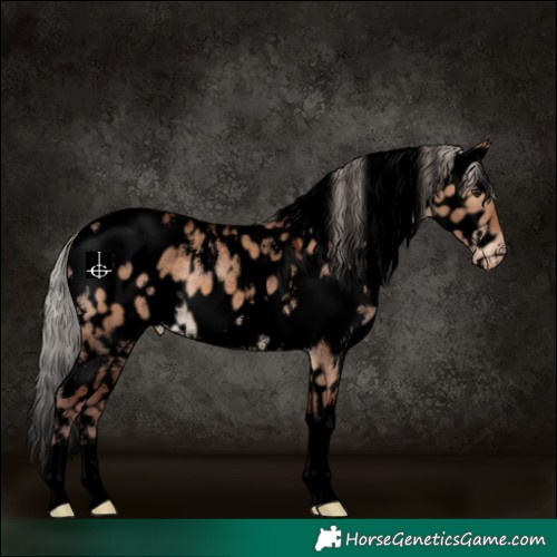Horse Color:Void White Spotted Chocolate Silver Brown Dun Appaloosa 