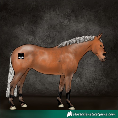 Horse Color:Void Silver Bay 