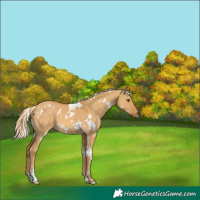 Horse Color:White Spotted Palomino Dun