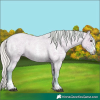 Horse Color:Watercolor Silver Grullo Ice Roan Sabino Rabicano 