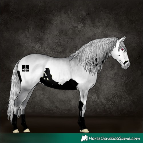 Horse Color:Silver Bay Chinchilla Onyx 